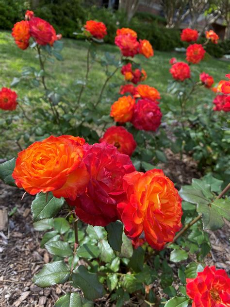 Tyler Municipal Rose Garden