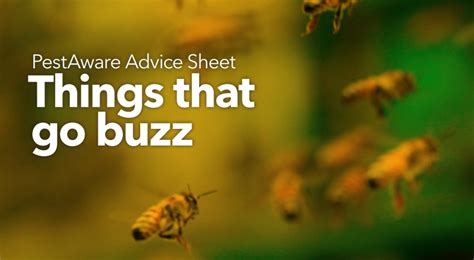 Things That Buzz An Identification Guide Bristol Pest Prevention