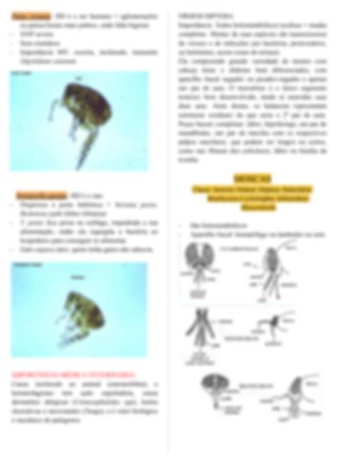 SOLUTION Parasitologia Ectoparasitos Medicina Veterin Ria Studypool