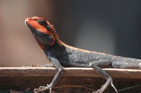 Red Lizard - India Travel Forum | IndiaMike.com