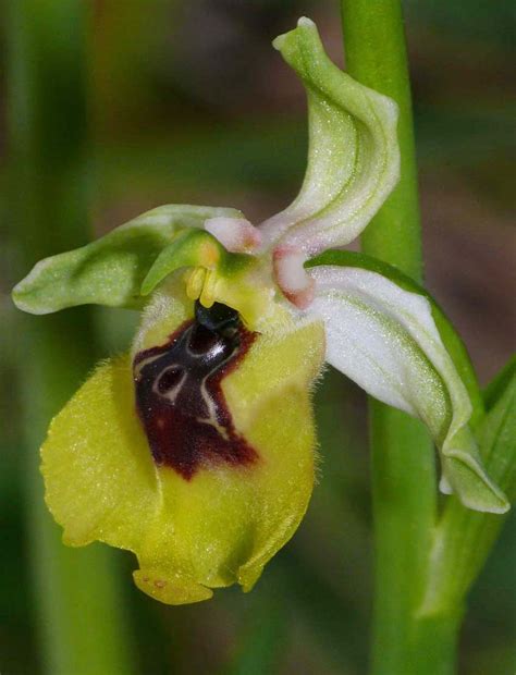 Ophrys Lacaitae