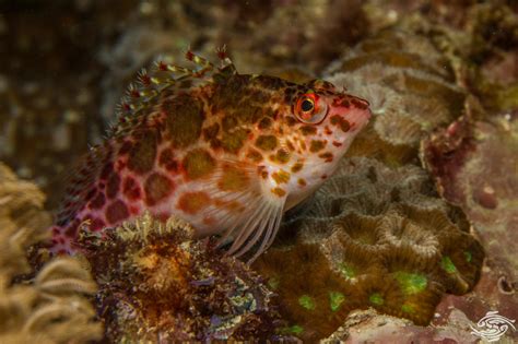 Spotted Hawkfish-Facts-Photographs - Seaunseen