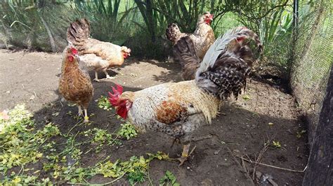 Oeufs Fécondés à couver De l Oeuf à la Poule