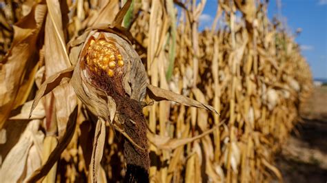 Us Farmers Expect To Plant More Corn And Soybean Acreage Swine News