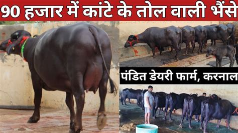 90 हजार में कांटे के तोल वाली भैंसे Pandit Dairy Farm Karnal 9992010973 Youtube