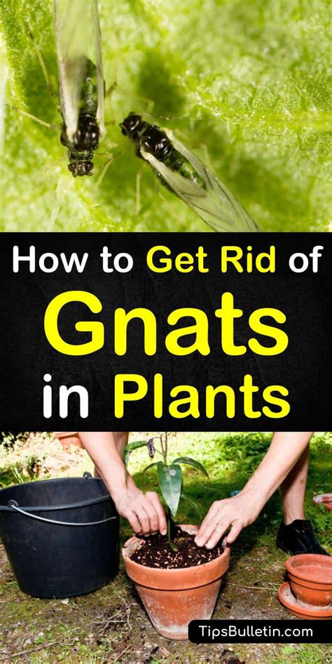 What Home Remedy Kills Gnats In Houseplants? - Latest News