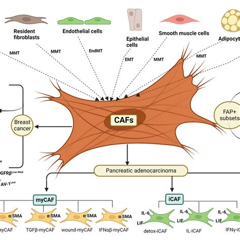 Origin And Heterogeneity Of Cancer Associated Fibroblasts Cafs In The Download Scientific