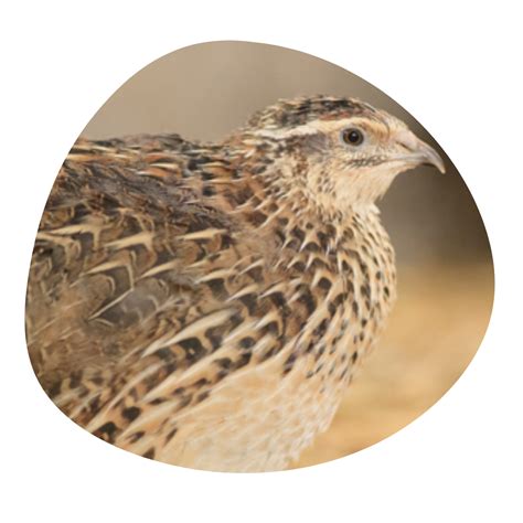 Live Birds Quail The Poultry Centre