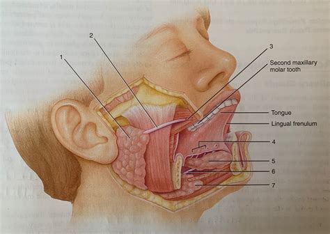 The Salivary Glands Tongue And Teeth Diagram Quizlet