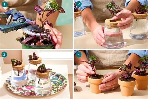 How To Propagate A Polka Dot Plant 2 Ways