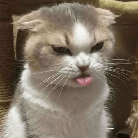 MEMES GATITOS 9😍