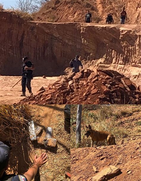 Cão Farejador Da Gcm De Alfenas Mg Localiza Submetralhadora E Quase 2