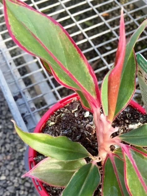 Aglaonema Hybrida Siam Aurora Wholesale Nursery Nurseries In