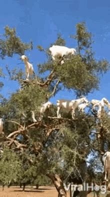 Goats Viralhog GIF - Goats Viralhog GoatsOnTree - Discover & Share GIFs