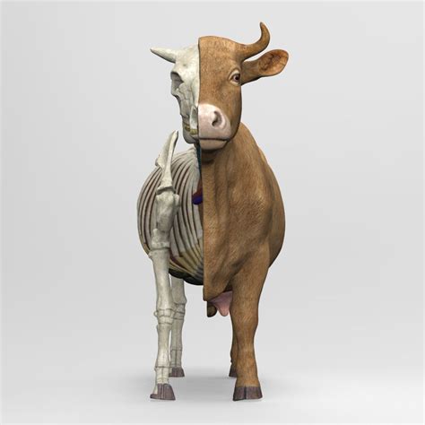 Cow Anatomy 3d Model 149 Fbx Ztl Max Unknown Obj Free3d