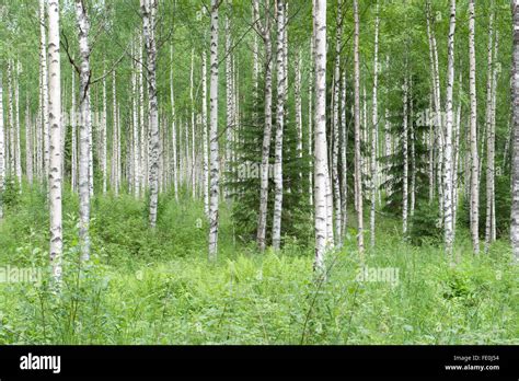 Betula hi-res stock photography and images - Alamy
