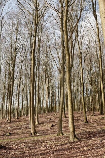 Déforestation d arbres forestiers pour ouvrir la voie à la construction