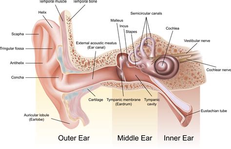 Types Of Hearing Loss San Francisco Hearing Center