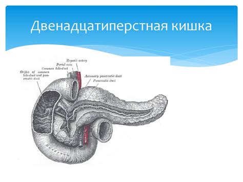 Анатомия и физиология кишечника - презентация онлайн