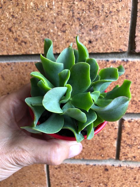 Crassula Ovata Undulatafolia Curly Or Ripple Jade The Succulent Garden