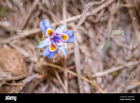 Moraea Setifolia Purple Iris Wild Flowers During Spring Cape Town