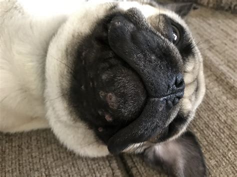 Canine Acne Causes Symptoms And Care Vet Answer Hepper