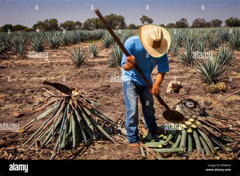 Jimador Jimando Harvesting Agave Jimaplantation Of Blue Agave In