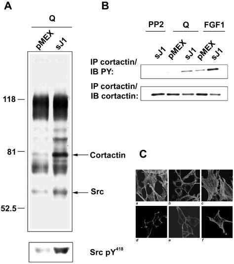 A The Tyrosine Phosphorylation Patterns Are Altered In Sj1 And