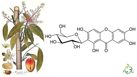 Mangiferin: Chemical Formula, Properties, Occurrence in Nature ...