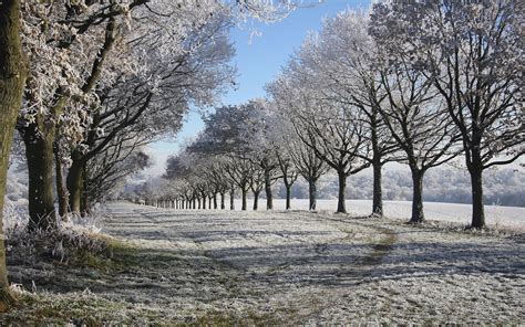 fields, snow, landscapes, winter, nature, trees, Frost, HD Wallpaper | Rare Gallery