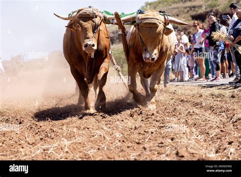 Oxen Used To Plow The Fields At The Threshing Day Dia De La Trilla At