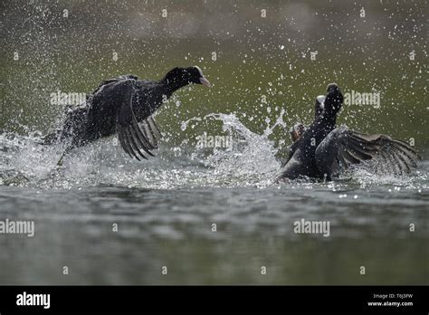 Eurasian Coot Fulica Atra Germany Stock Photo Alamy