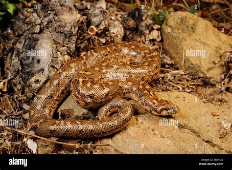 Javelin Sand Boa Eryx Jaculus Lying Greece Peloponnes Stock Photo