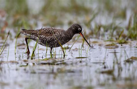 Spotted Redshank Bibic Hungary Neil Cairns Flickr