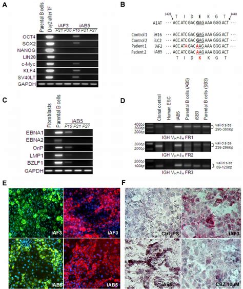 Characterization Of The EBV B Cell Linederived IPSCs A