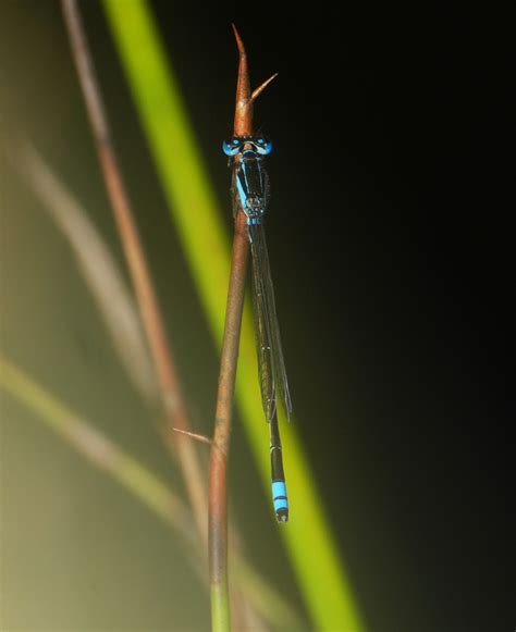 Australian Bluetail From Cooloola QLD 4580 Australia On December 4