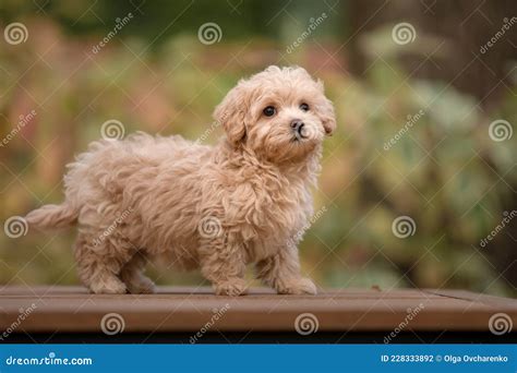 Maltipoo Dog Adorable Maltese And Poodle Mix Puppy Stock Photo Image