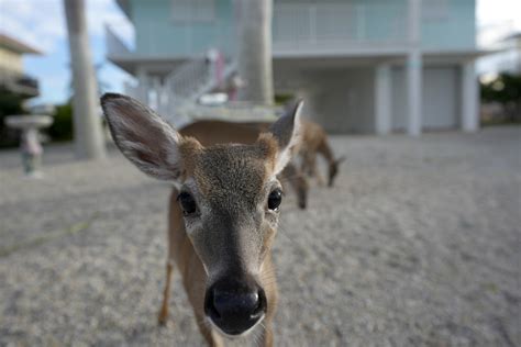 Florida's Key Deer at Risk From Rising Sea Levels - Newsweek