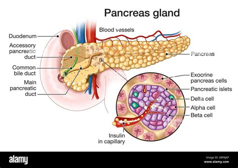 Medically Illustration Showing Pancreas Gland And Pancreatic Islets