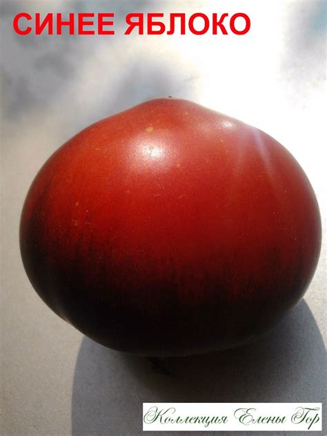 Томат Синее яблоко: описание сорта, ОТЗЫВЫ, фото | tomatland.ru