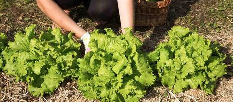 Comment Bien S Organiser Pour Cultiver Votre Potager