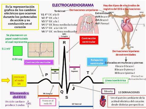 Carolina Checa Electrocardiograma Y Sus Derivaciones