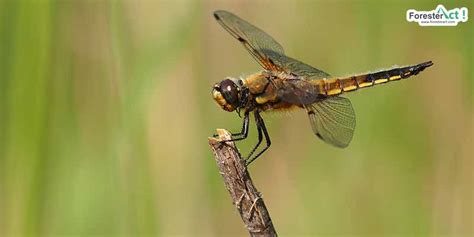 Capung (Odonata): Taksonomi, Sejarah, dan Fakta Menarik