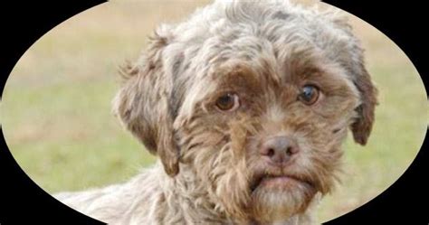 Tonik Anjing Yang Unik Mirip Dengan Muka Manusia Yang Serba Unik