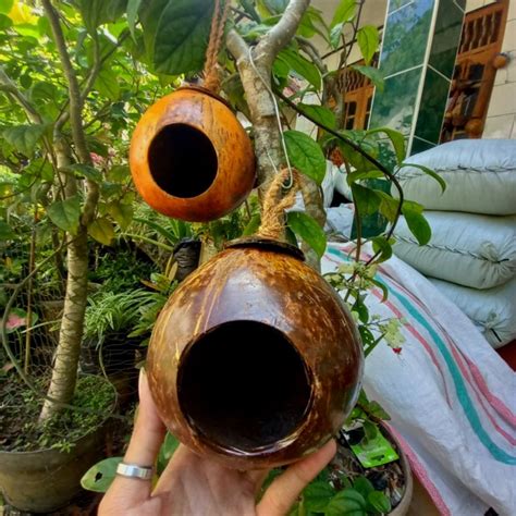 Jual Glodok Batok Kelapa Rumah Tempat Tidur Burung Gantung Shopee