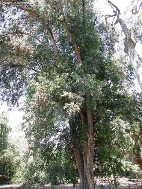 Plantfiles Pictures Grey Ironbark Eucalyptus Paniculata By Palmbob