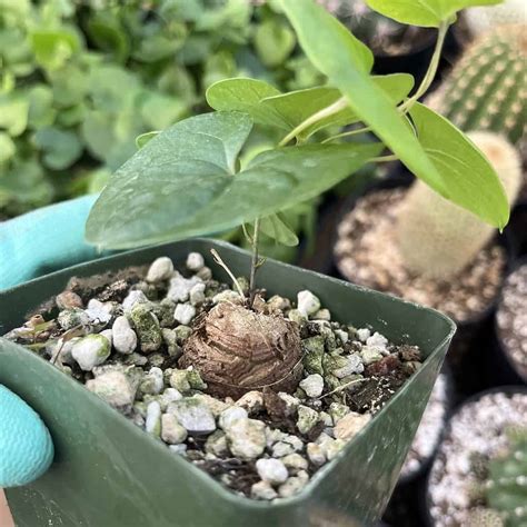 Buy Now Dioscorea Elephantipes Plant Plantly