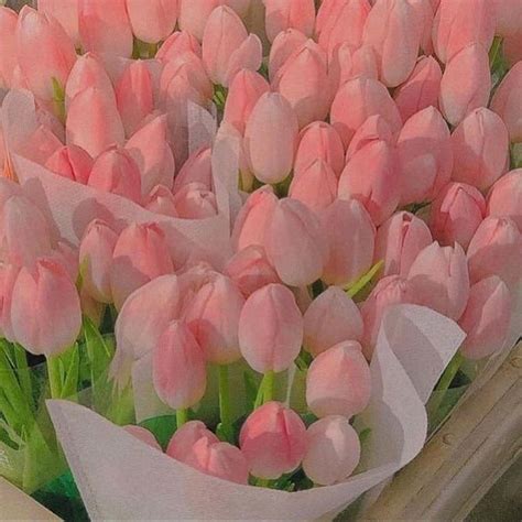 Pink Tulips In A Box