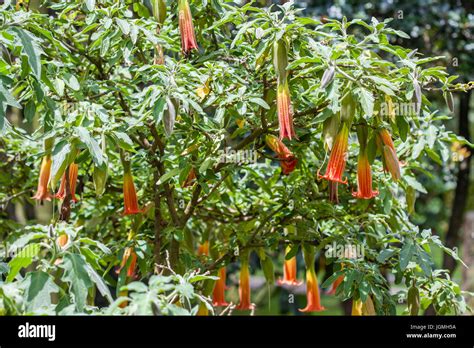 Red Angels Trumpet Flower And Plant Brugmansia Sanguinea Stock Photo