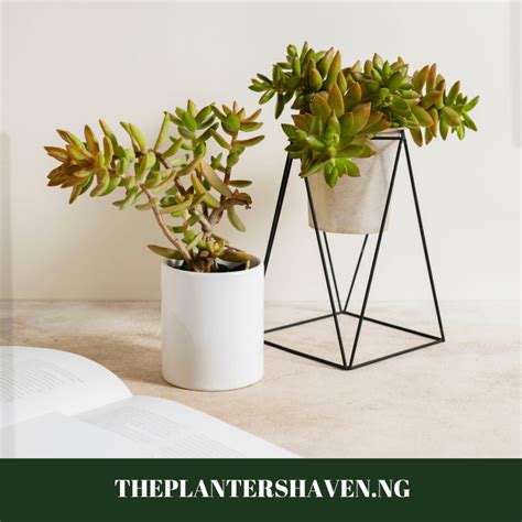 Beyond Ordinary Unconventional Fiberglass Planter Designs To Make A Statement The Planters Haven